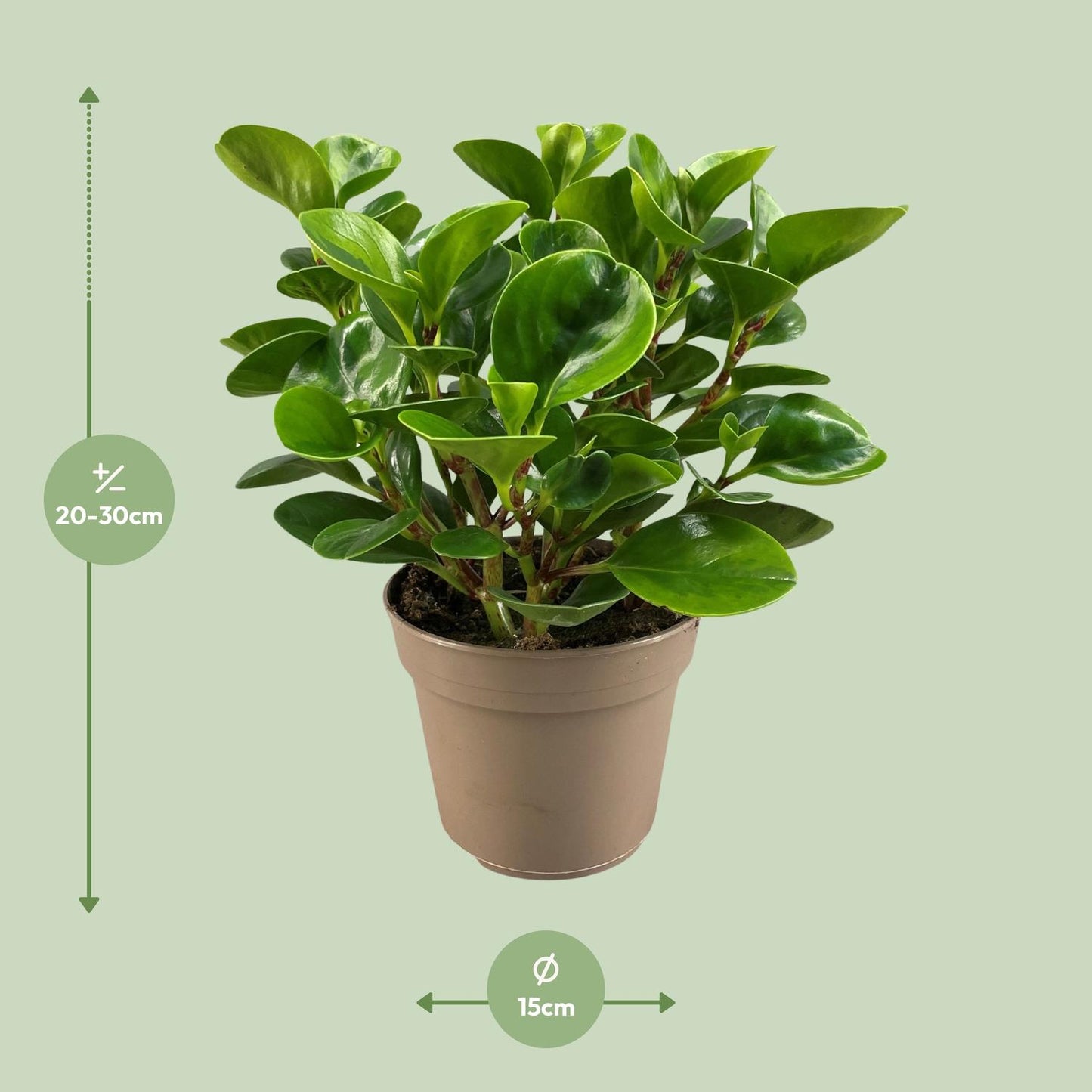 Peperomia Obtusifolia Lemon Lime - Pflanzfix24