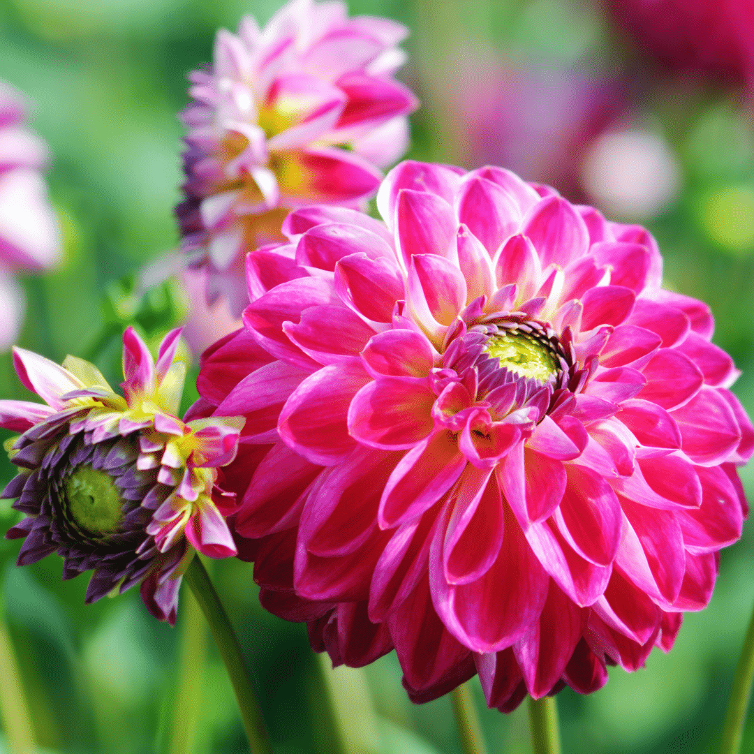 Dutch Dahlia Mix - Luxusbox Mittel, Set von 4 niederländischen Dahlien - Pflanzfix24.de - Pflanzfix24.de