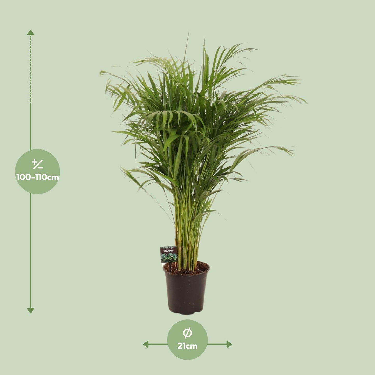 Dypsis Lutescens - Ø21cm - ↕110cm - Pflanzfix24