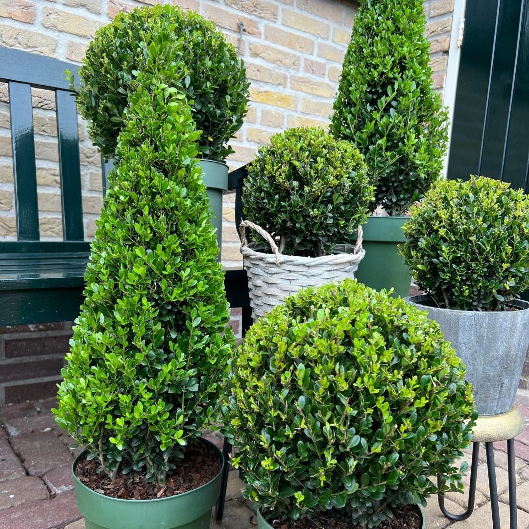 Ilex crenata Pyramide 55 cm Ø21 cm – Immergrün & Pflegeleicht | Pflanzfix24.de - Pflanzfix24.de