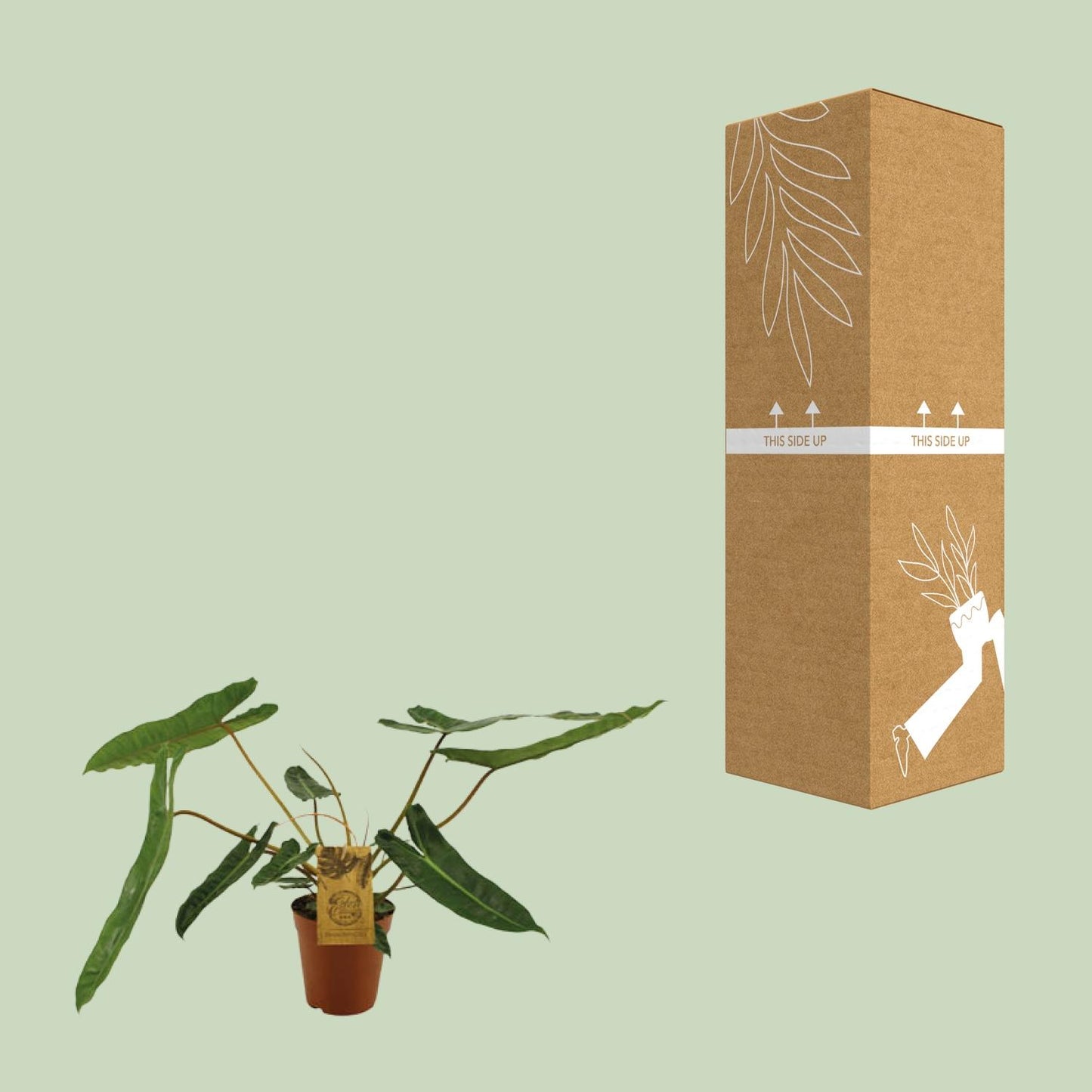 Philodendron Billetiae - Ø15cm - ↕50cm - Pflanzfix24