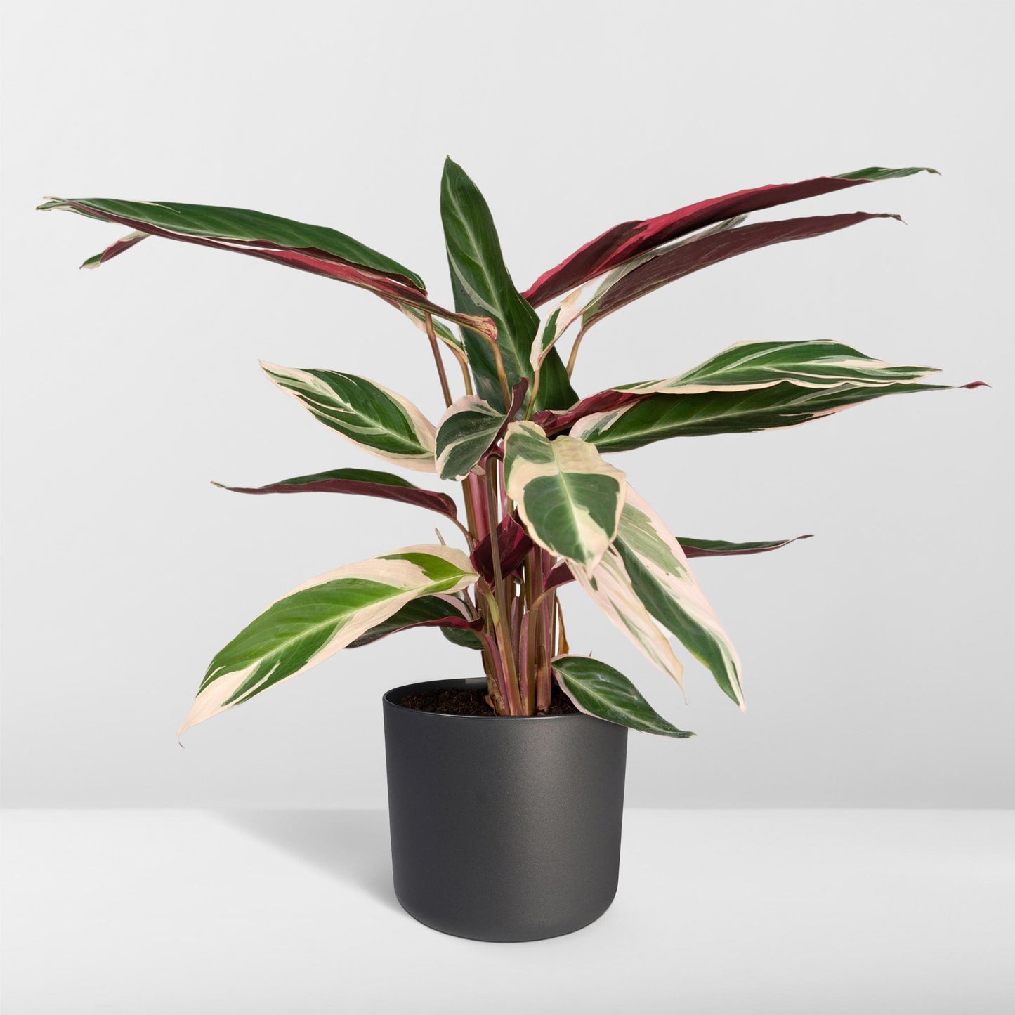 Calathea Triostar - Pfauenpflanzet - Ø19cm - ↕70cm