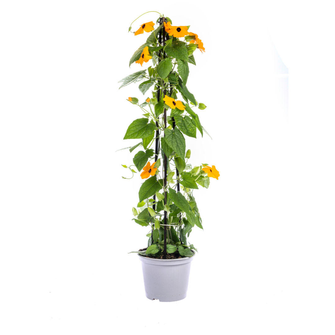 4x Thunbergia alata Sunny Susy Mix Ø13 cm - ↕60 cm - Pflanzfix24