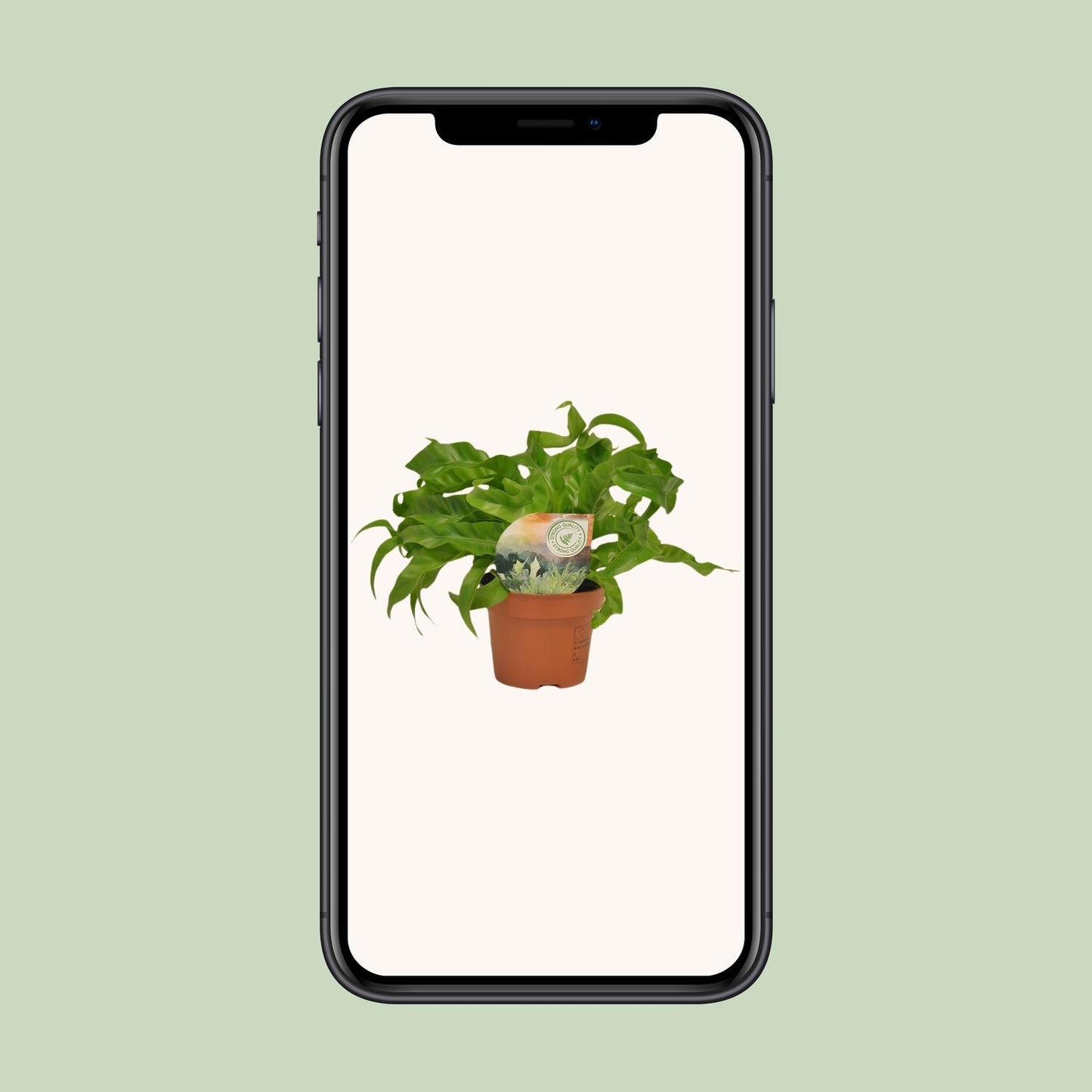 Asplenium Hurricane - Ø12cm - ↕30cm - Pflanzfix24
