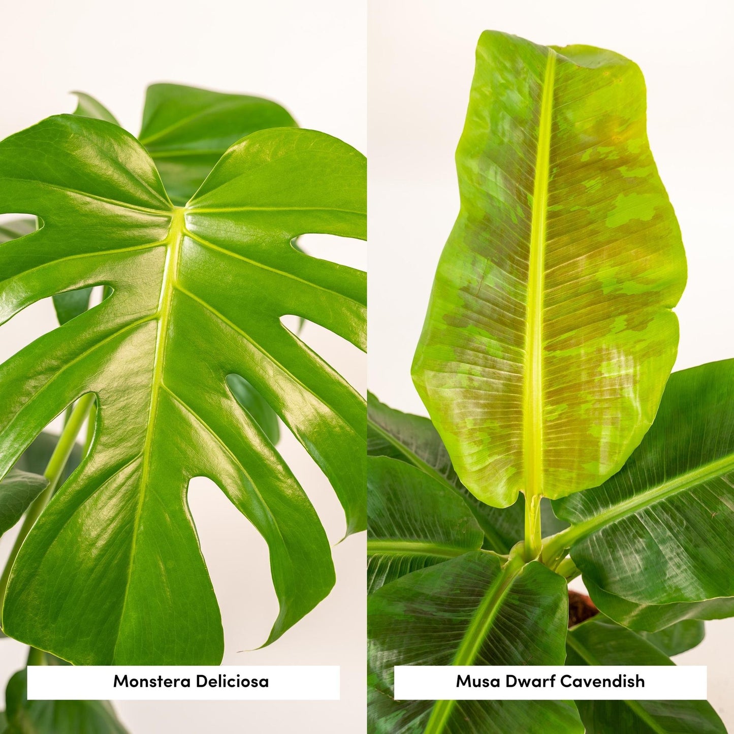 Monstera Deliciosa & Musa Dwarf Cavendish Set mit Korb - Pflanzfix24