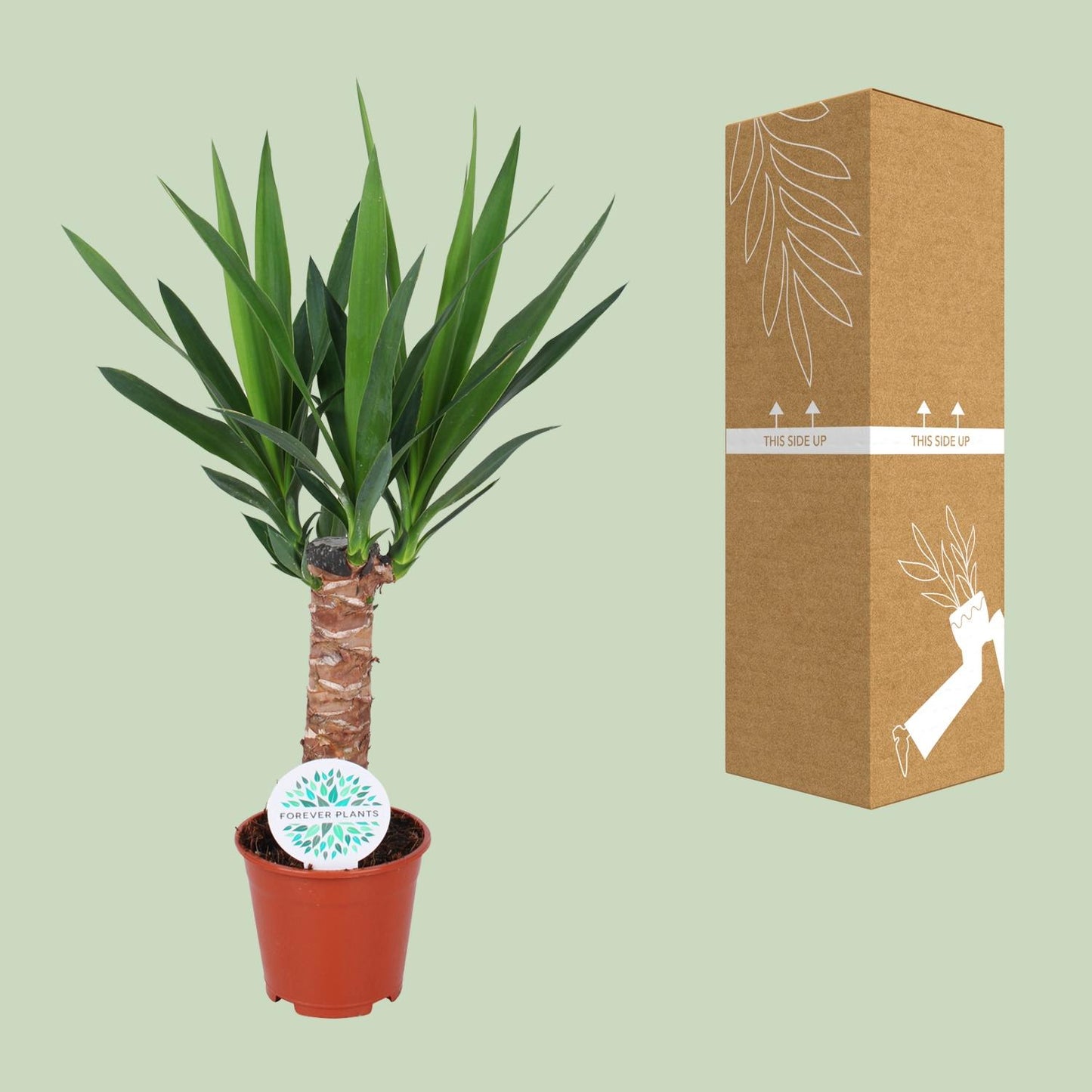 Yucca Elephantipes - Pflanzfix24