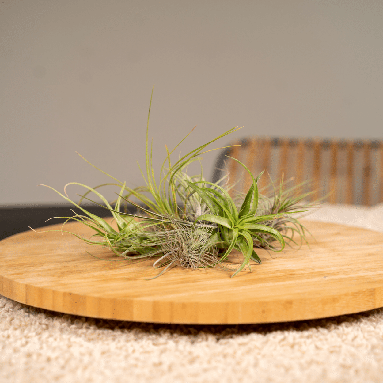 Tillandsia Air Mix - 20 Stück - 6cm - ø6 - Pflanzfix24
