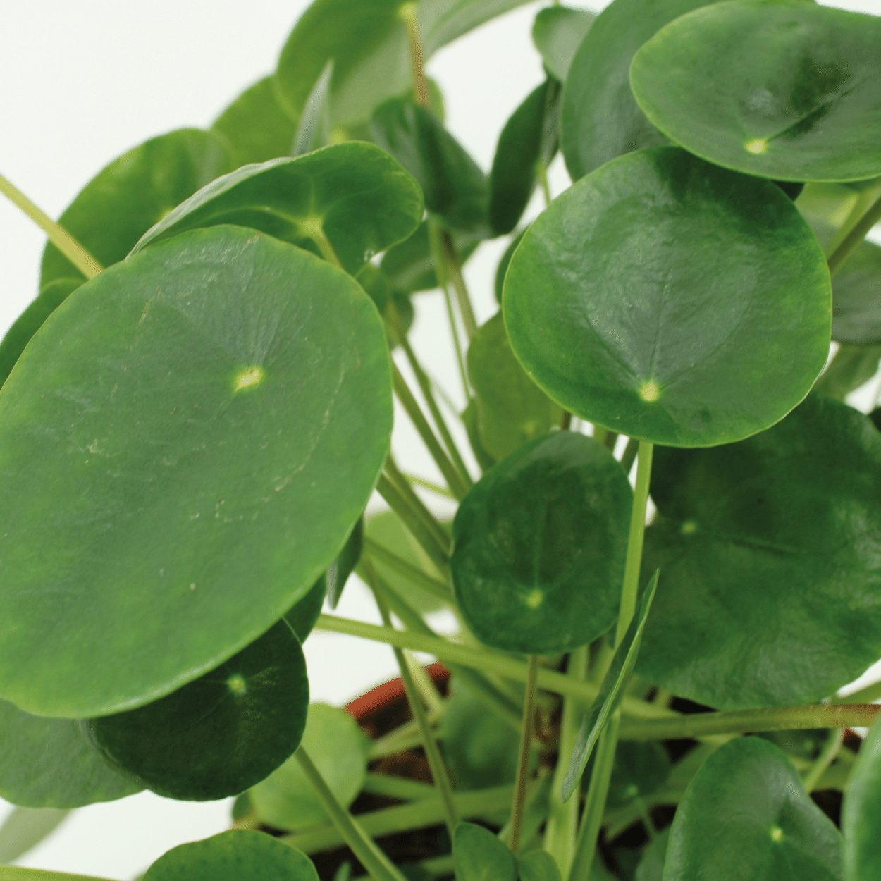 2x Pilea Peperomiodes - Pfannkuchenpflanze - 20cm - ø12 von Pflanzfix24.de - Pflanzfix24.de