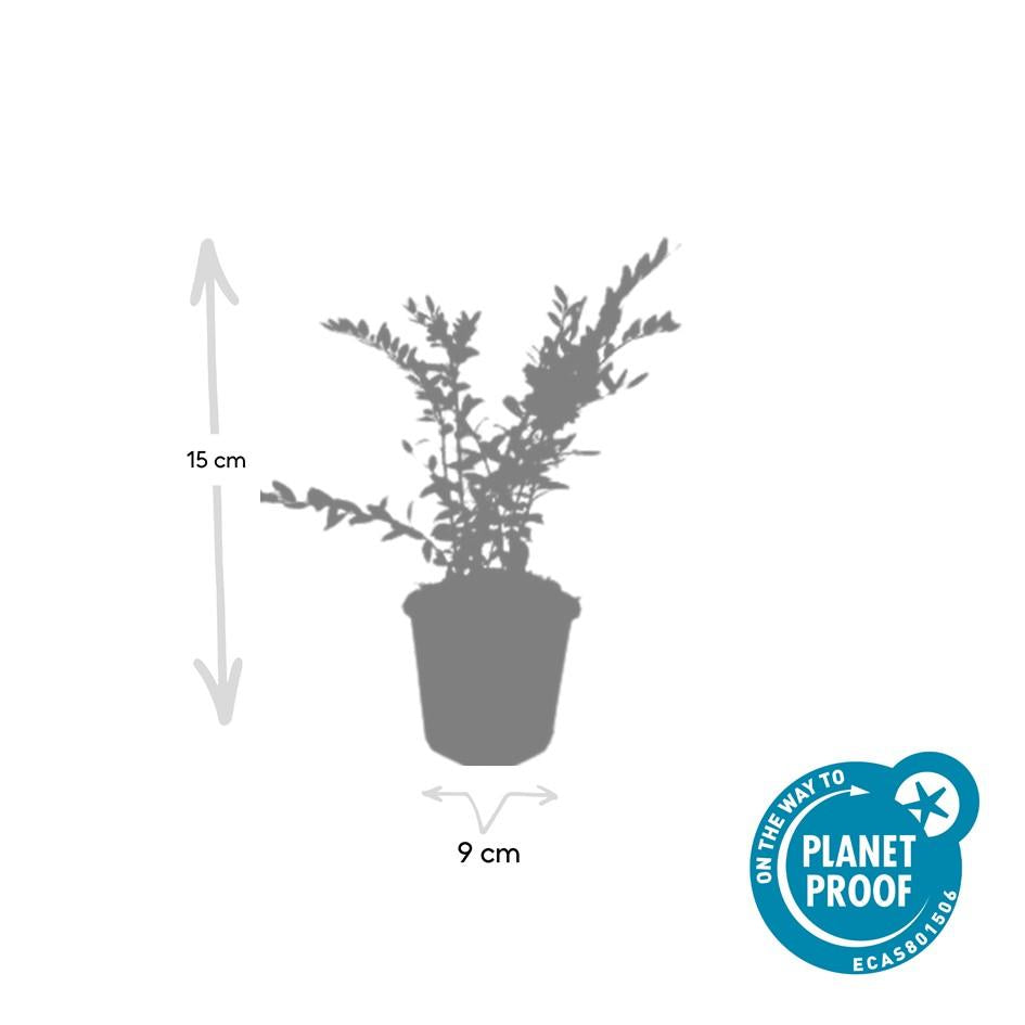 12x Lonicera pileata 'Purple Pearl' – Bodendecker – Pflanzfix24.de - Pflanzfix24.de
