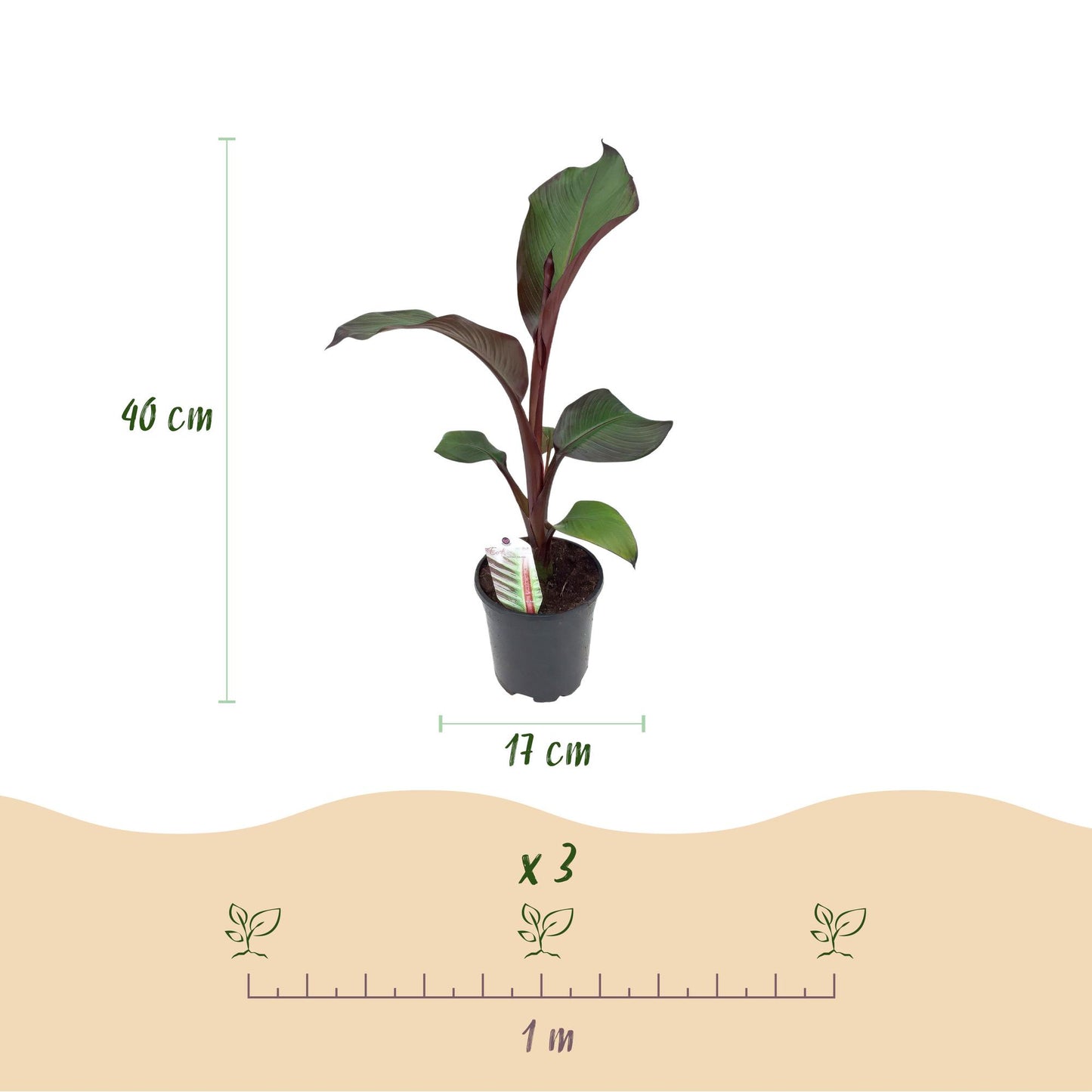 Pflanzfix24 - Gartenbanane Ensete ventricosum Maurelli - 4 Pflanzen - Topf 17cm Höhe 40cm