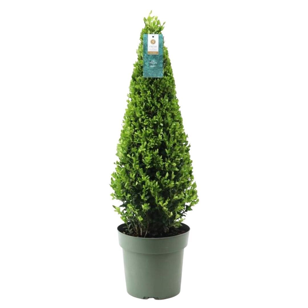 Ilex crenata Pyramide 55 cm Ø21 cm – Immergrün & Pflegeleicht | Pflanzfix24.de - Pflanzfix24.de