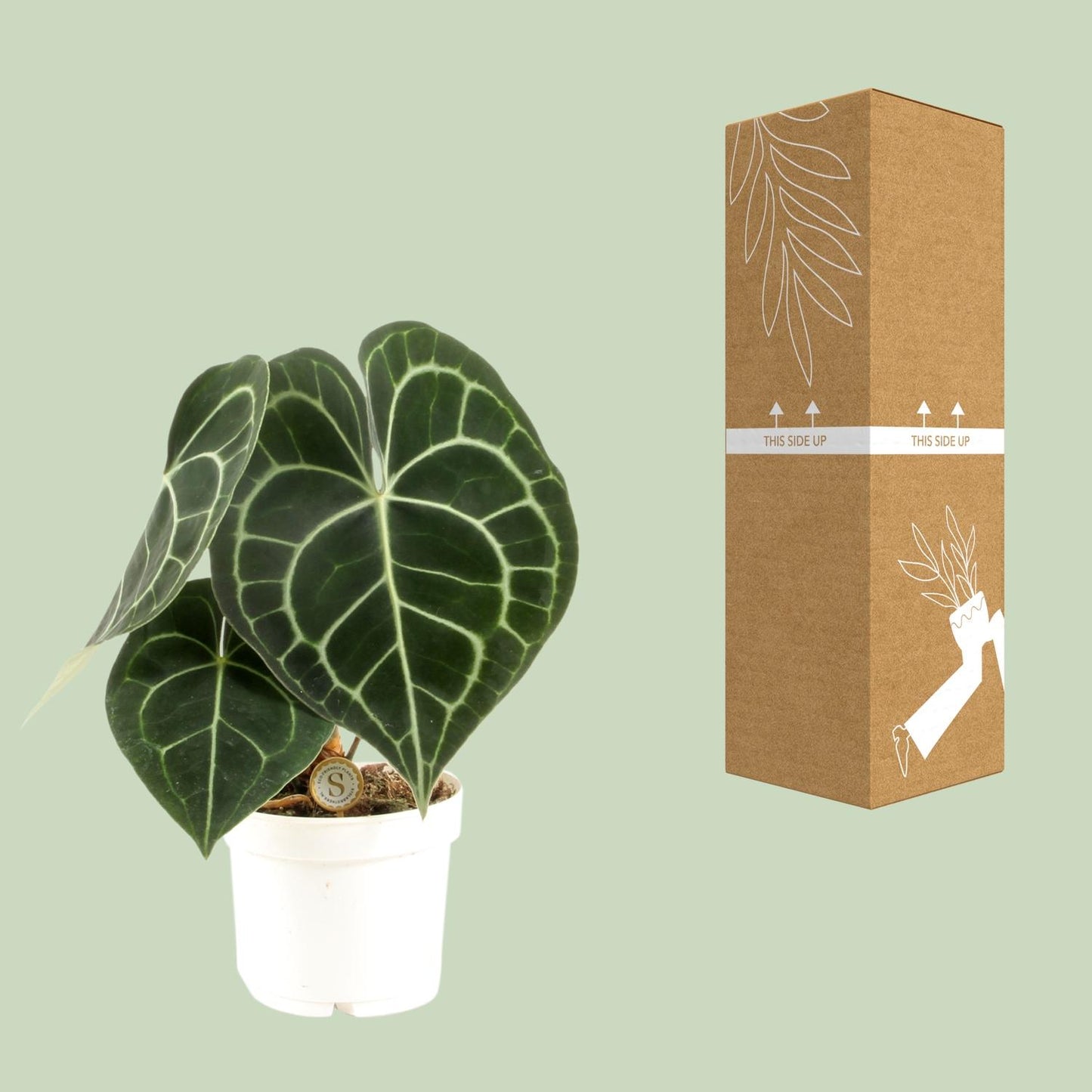 Anthurium Clarinervium - Ø12cm - ↕30cm by Pflanzfix24