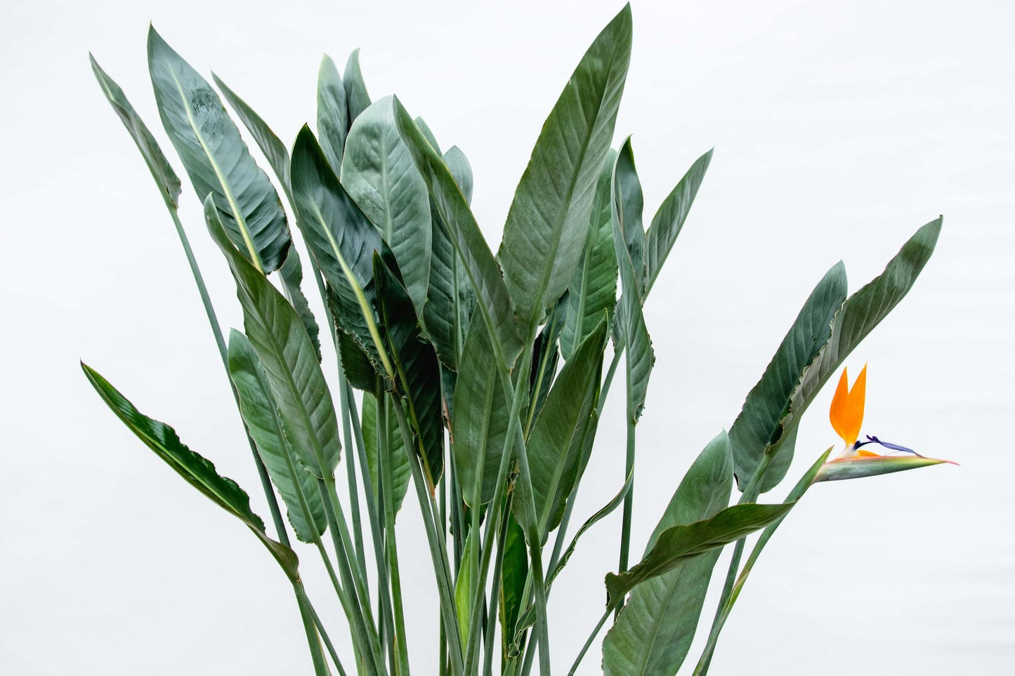 Strelitzia Reginae XL 160cm ⌀30 cm – Paradiesvogel Pflanze – Pflanzfix24.de - Pflanzfix24.de