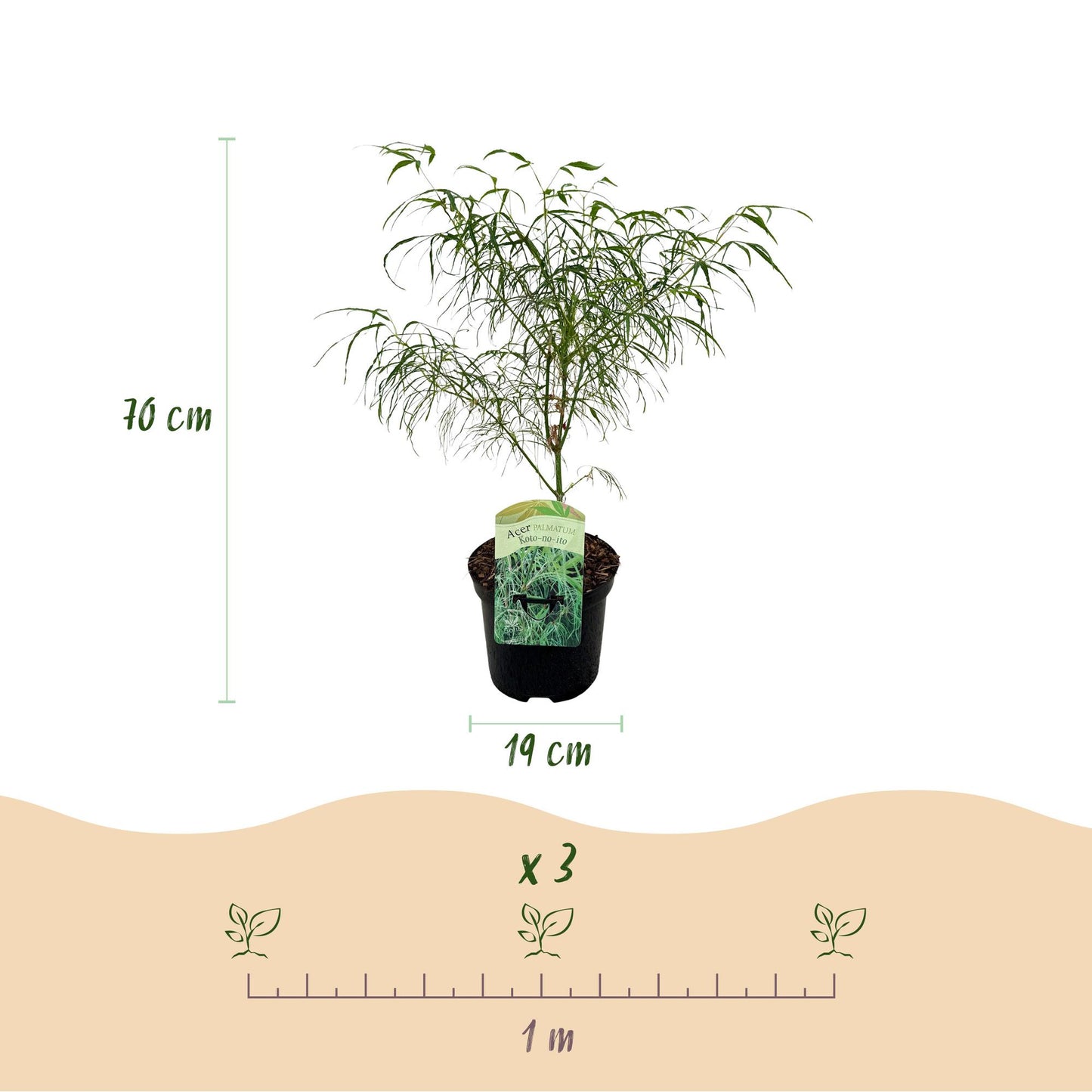 Japanischer Ahorn Acer palmatum Koto-no-ito - 1 Pflanze - Grün - Topf 19cm - Pflanzfix24.de - Pflanzfix24.de