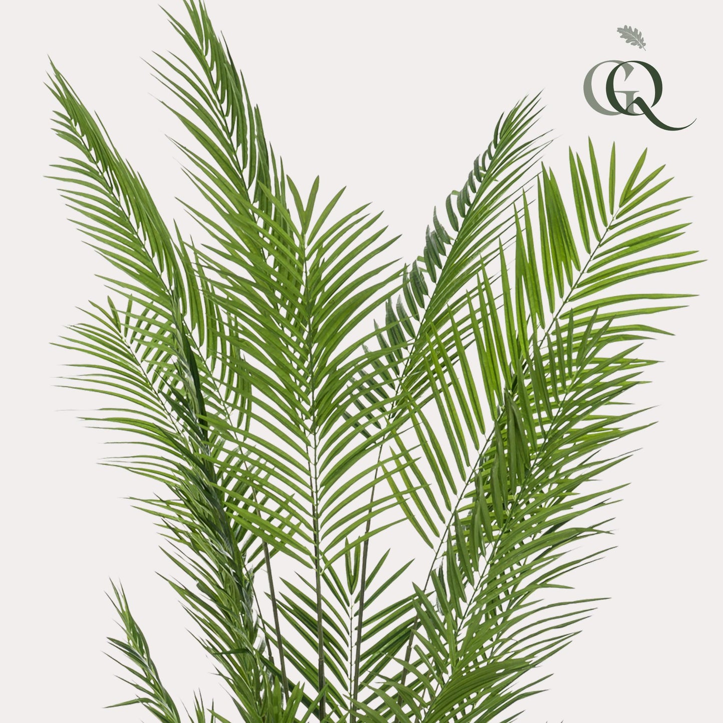 Kunstpflanze Areca Lutescens 240 cm – Goudpalm | Pflanzfix24.de - Pflanzfix24.de