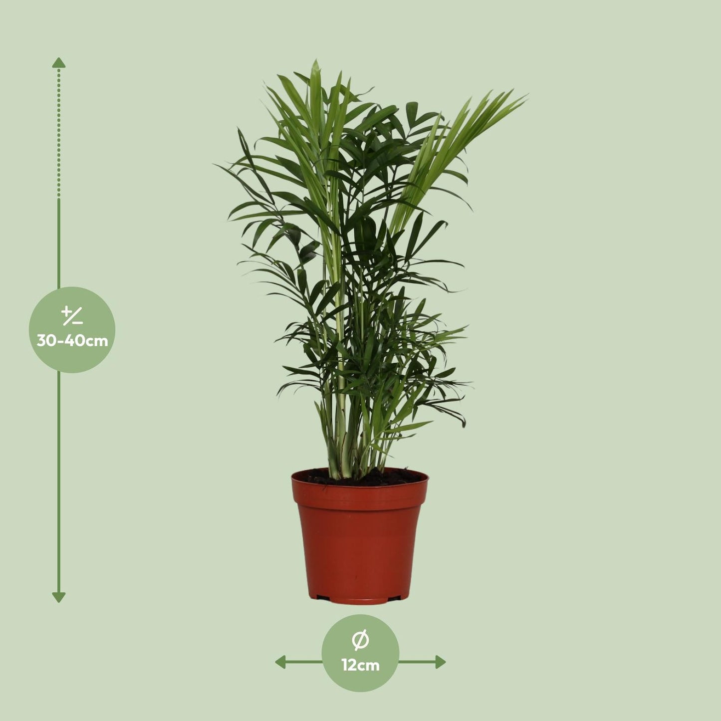 Chamaedorea Elegans - Ø12cm - ↕40cm bei Pflanzfix24.de - Pflanzfix24.de