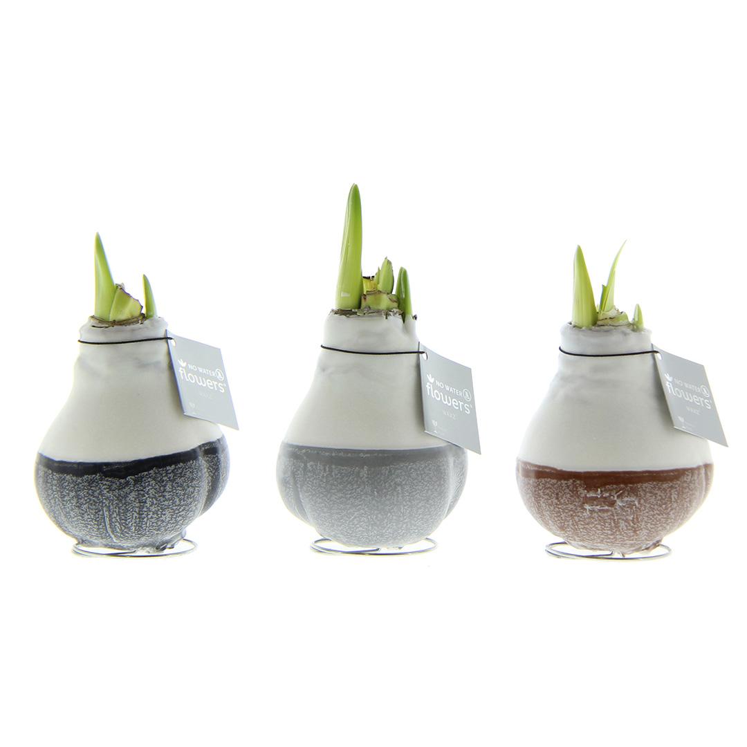 No Water Flowers® (wax amaryllis) | Waxz® Dipz Mix (3 pack) + Red flower - Pflanzfix24