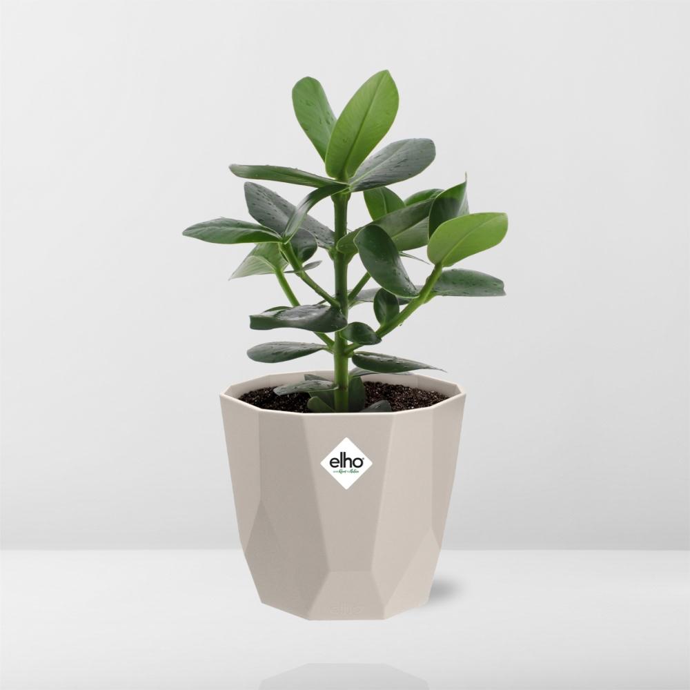 Clusia Princess in ELHO b.for rock 14 cm warm grey - Pflanzfix24