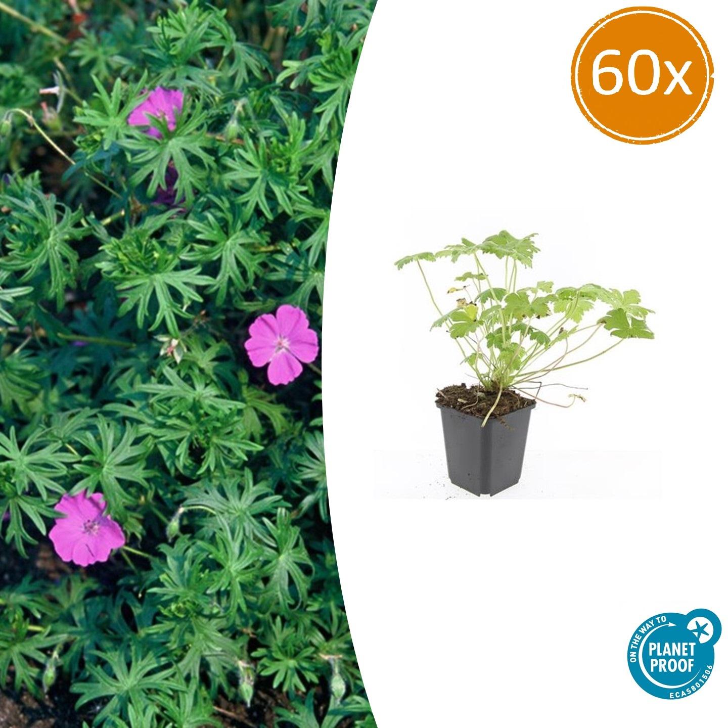 60x Geranium 'Tiny Monster' - ↕10-25cm - Ø9cm - Pflanzfix24.de - Pflanzfix24.de