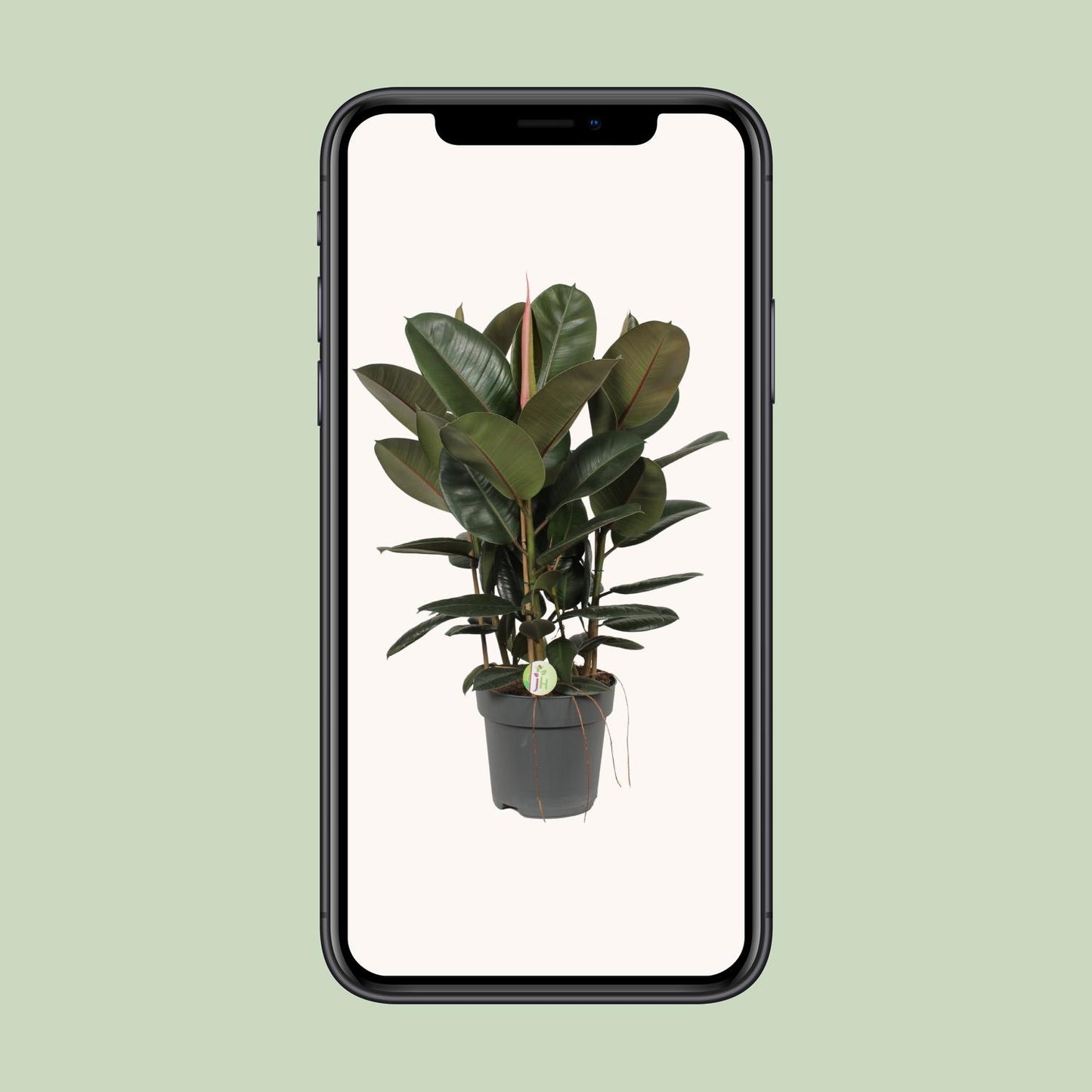 Ficus Robusta - Ø27cm - ↕90cm - Pflanzfix24.de - Pflanzfix24.de