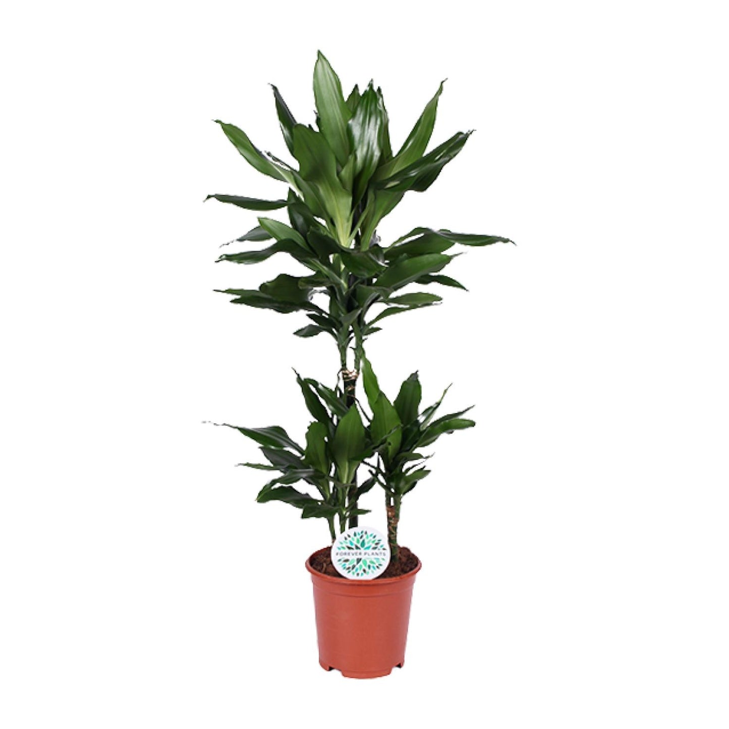Dracaena Janet Lind - Ø21cm - ↕90cm - Pflanzfix24