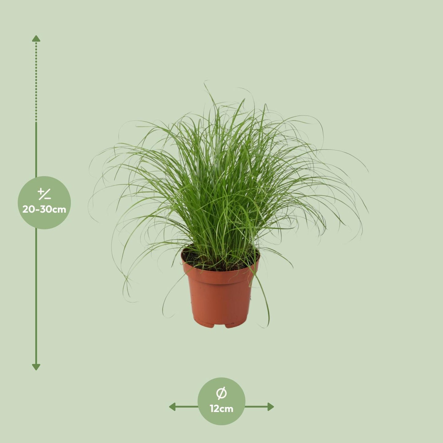 Cyperus Alternifolius Zumula - Ø12cm - ↕28cm - Pflanzfix24.de - Pflanzfix24.de