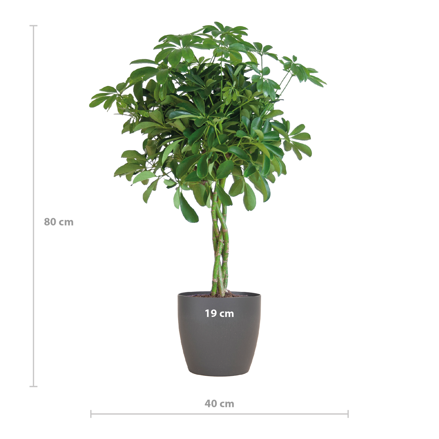 Schefflera Nora 70 cm mit Viber-Topf Grau – Pflanzfix24.de - Pflanzfix24.de