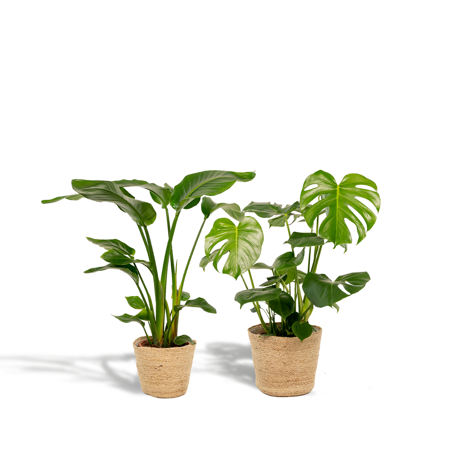 Strelitzia Nicolai & Monstera Deliciosa Zimmerpflanzen-Set mit Korb - Pflanzfix24