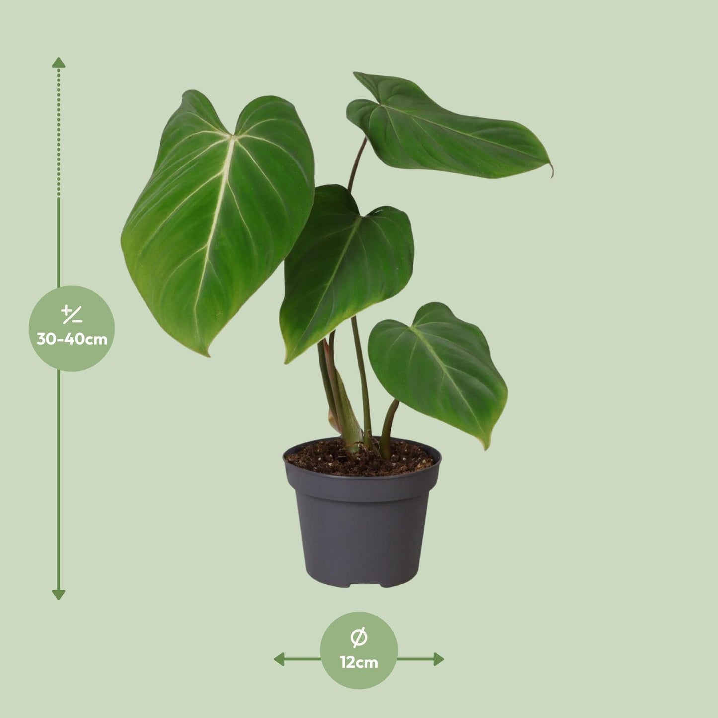 Philodendron Glorisoum - Ø12cm - ↕35cm bei Pflanzfix24