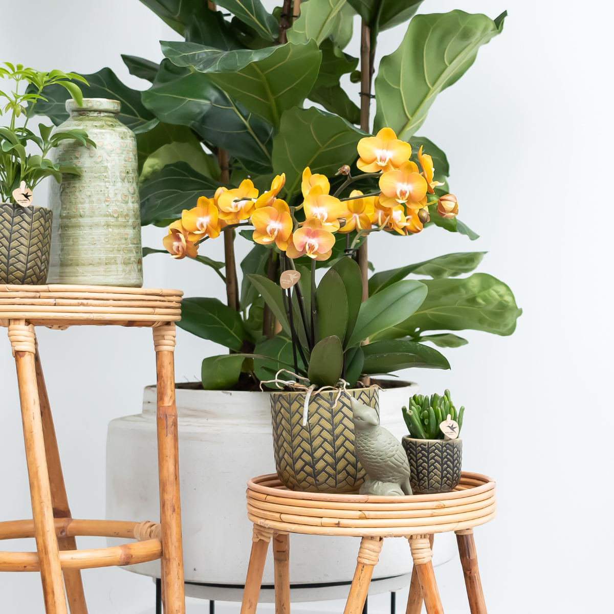 2x Orchidee Orange Ø12cm – Phalaenopsis „Las Vegas“ | Pflanzfix24.de - Pflanzfix24.de