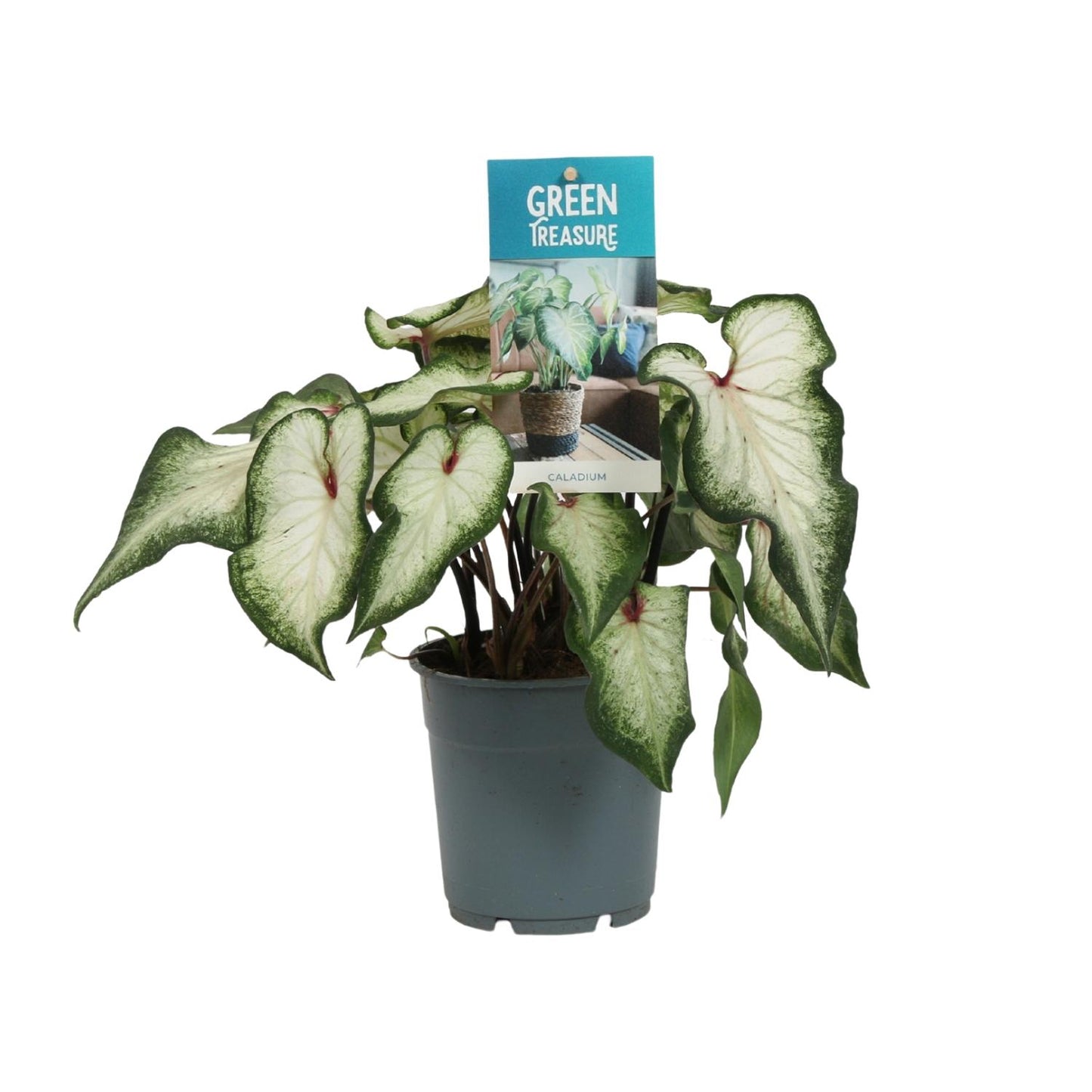 Caladium White Wonder - Ø12cm - ↕25cm von Pflanzfix24