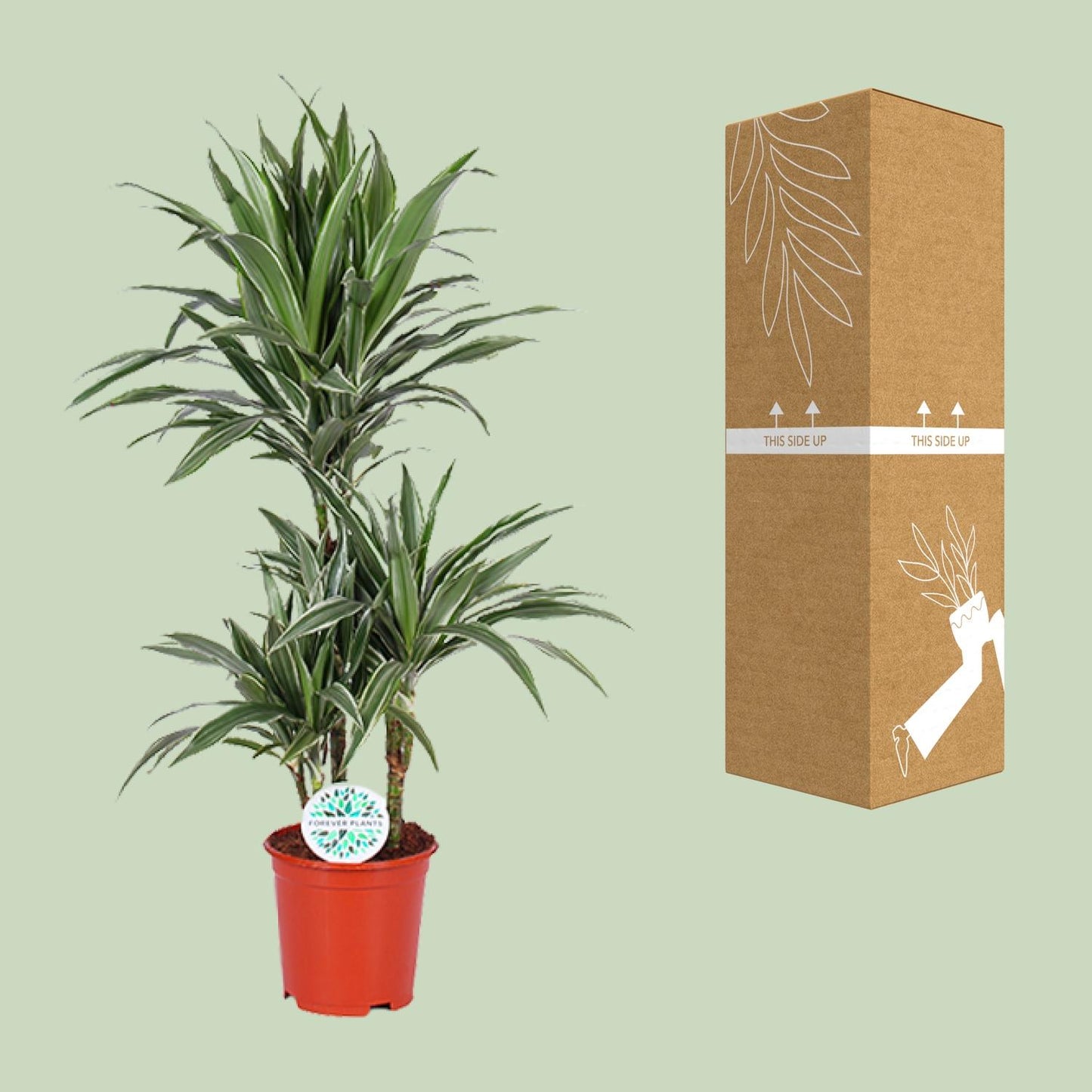 Dracaena Warneckei - Ø21cm - ↕90cm bei Pflanzfix24