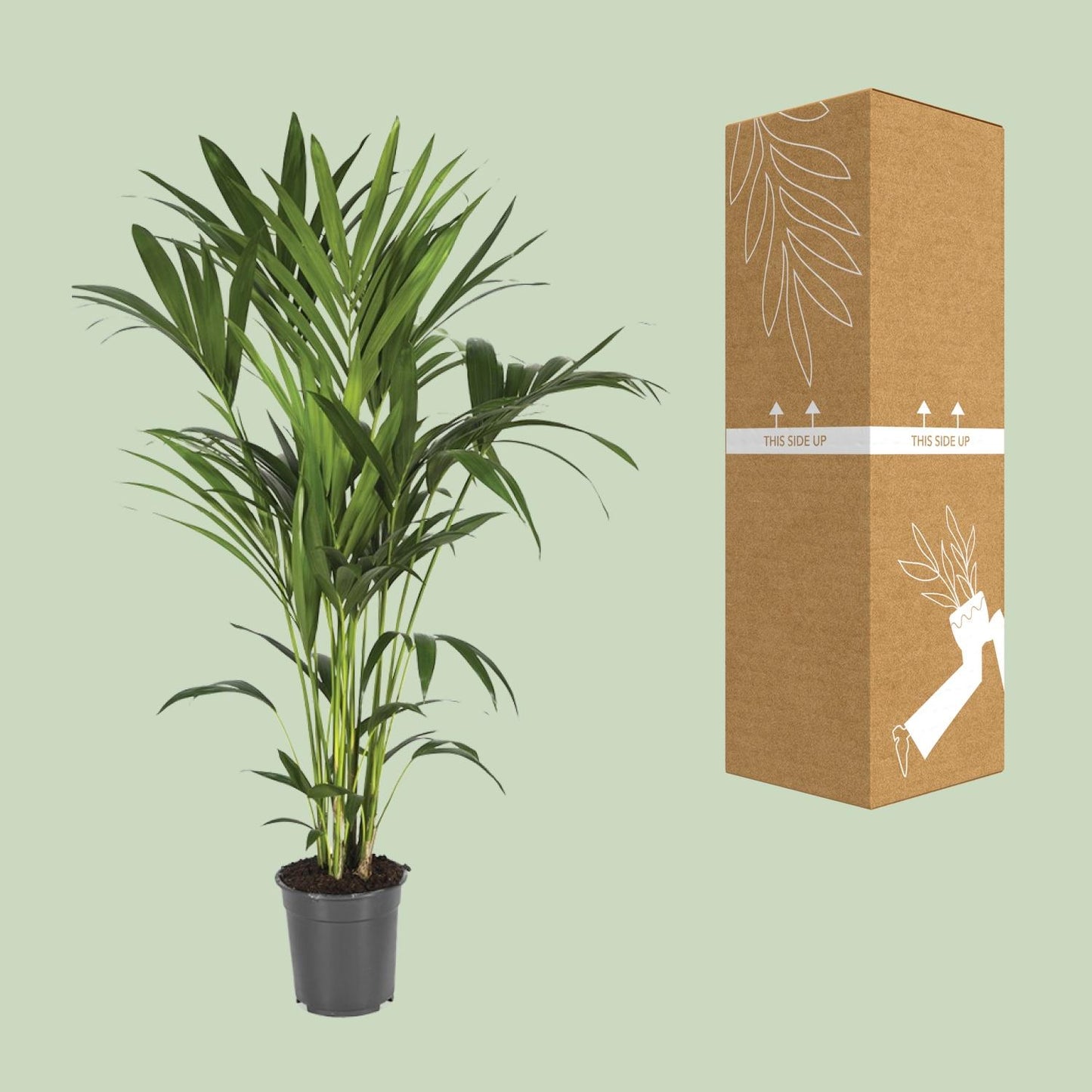 Kentia-Palme - Howea Forsteriana - Ø21cm - ↕120cm - Pflanzfix24.de - Pflanzfix24.de