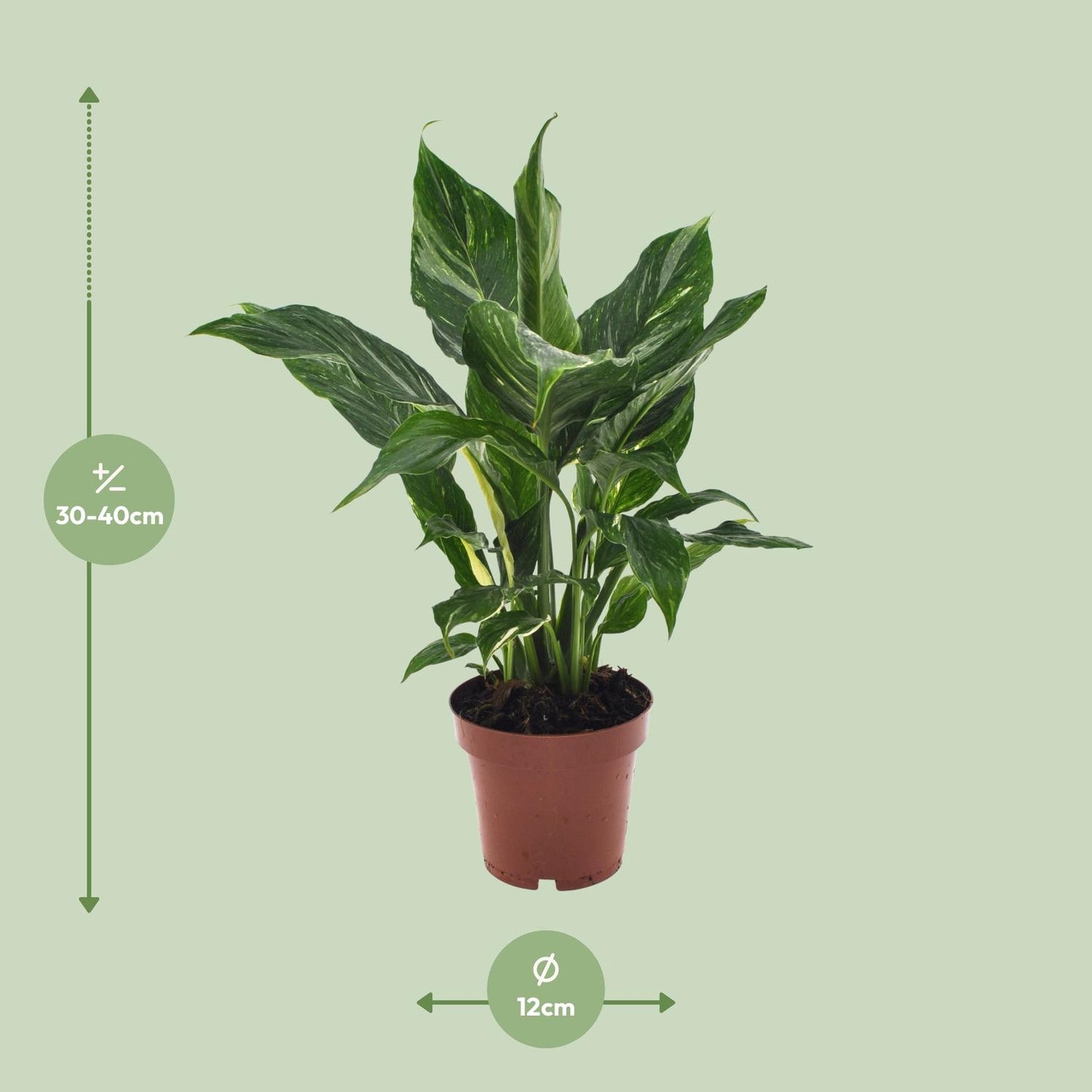 Spathiphyllum Diamond 40 cm – Friedenslilie – Pflanzfix24