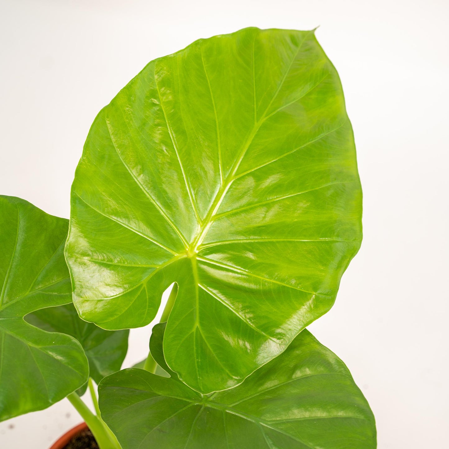 Alocasia Macrorrhiza - Ø19cm - ↕70cm + Korb Selin - Pflanzfix24.de - Pflanzfix24.de