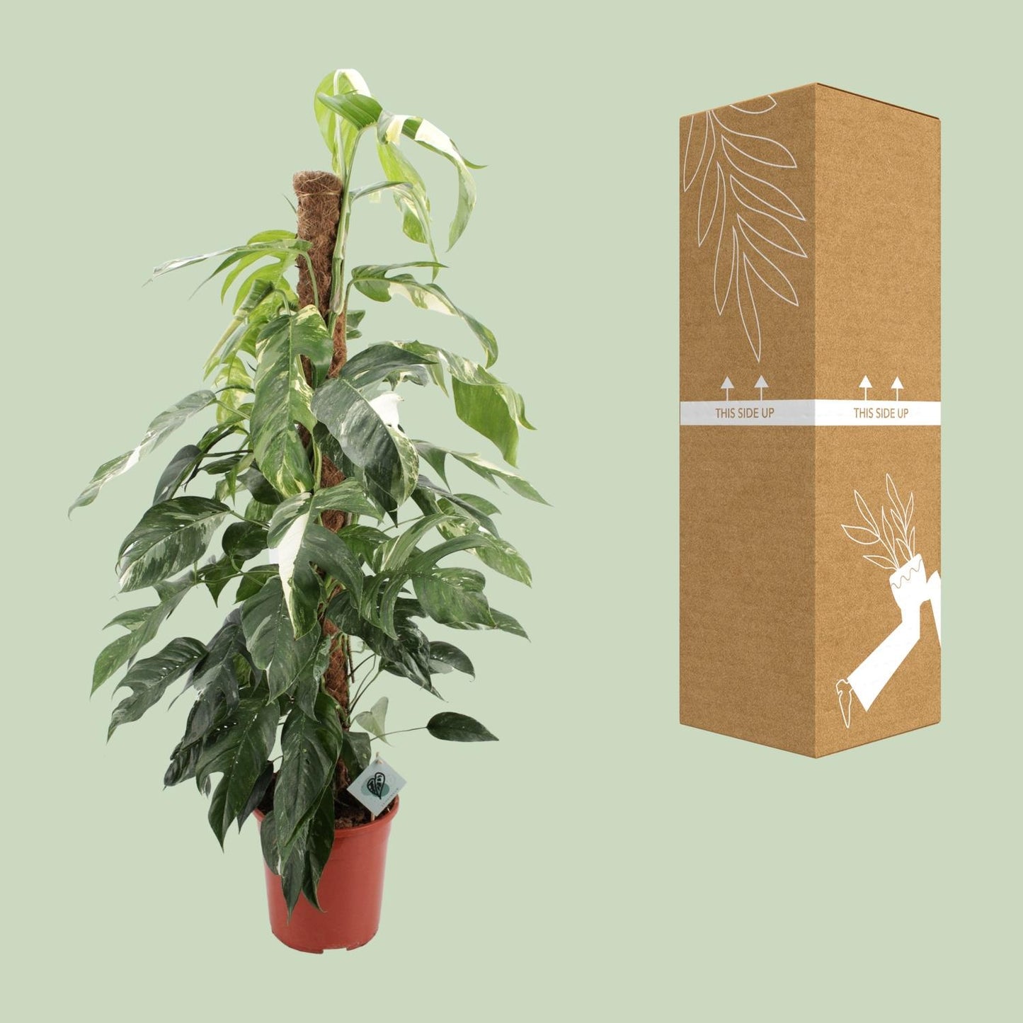 Epipremnum Pinnatum Albo Variegata - Ø24cm - Pflanzfix24.de - Pflanzfix24.de