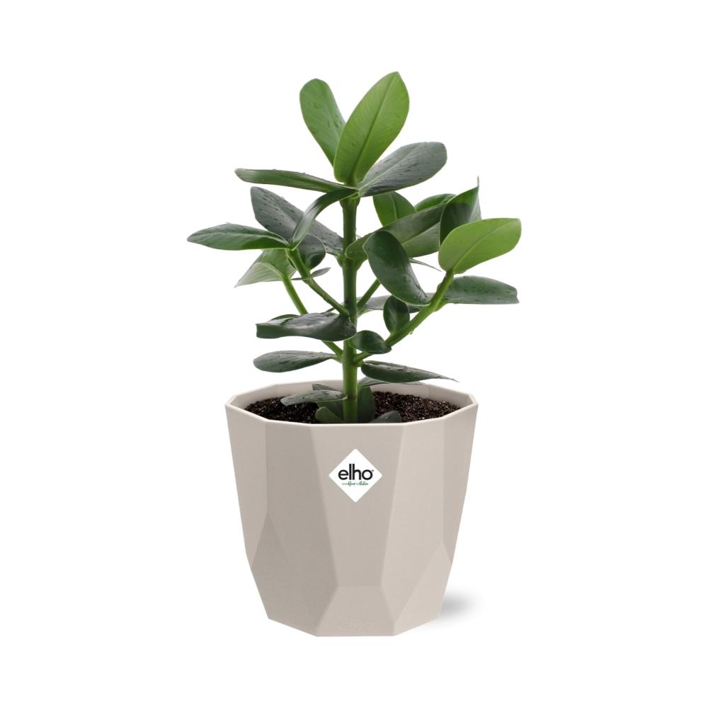 Clusia Princess in ELHO b.for rock 14 cm warm grey - Pflanzfix24