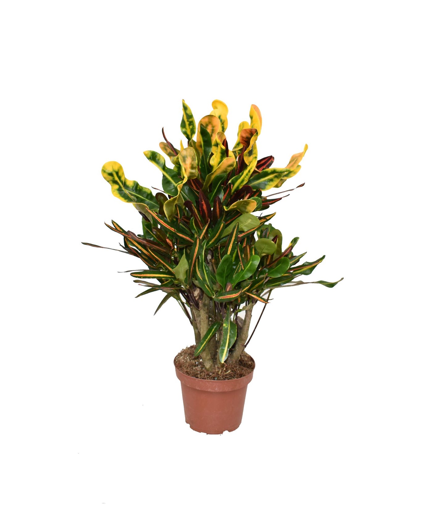 Croton Mammi P14 - Ø14cm - ↕50cm - Pflanzfix24