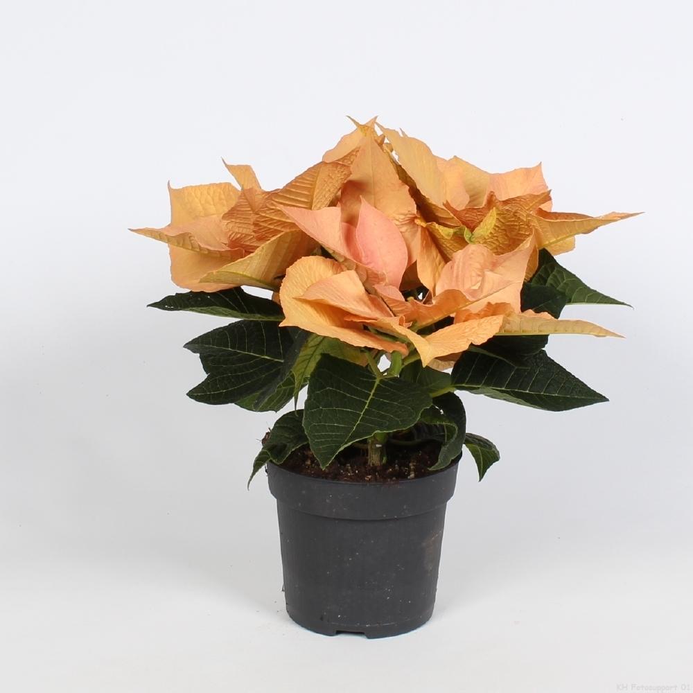 Euph. Autumn Leaves - Ø10,5cm - ↕23cm bei Pflanzfix24