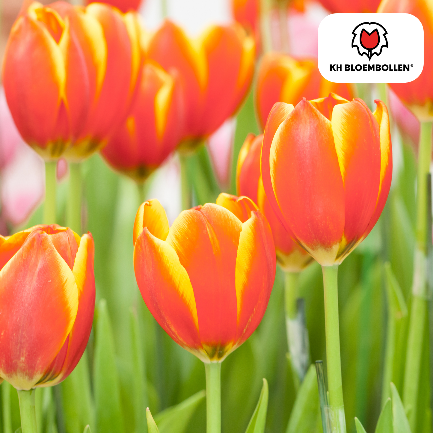 Tulpenbollen Dow Jones – 20 Stuks | KH Bloembollen® | Rood-Geel Gestreepte Tulp - Pflanzfix24