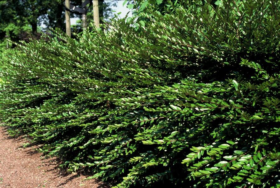 12x Lonicera pileata Zwerg-Geißblatt Ø9cm | Immergrün & Pflegeleicht – Pflanzfix24.de - Pflanzfix24.de