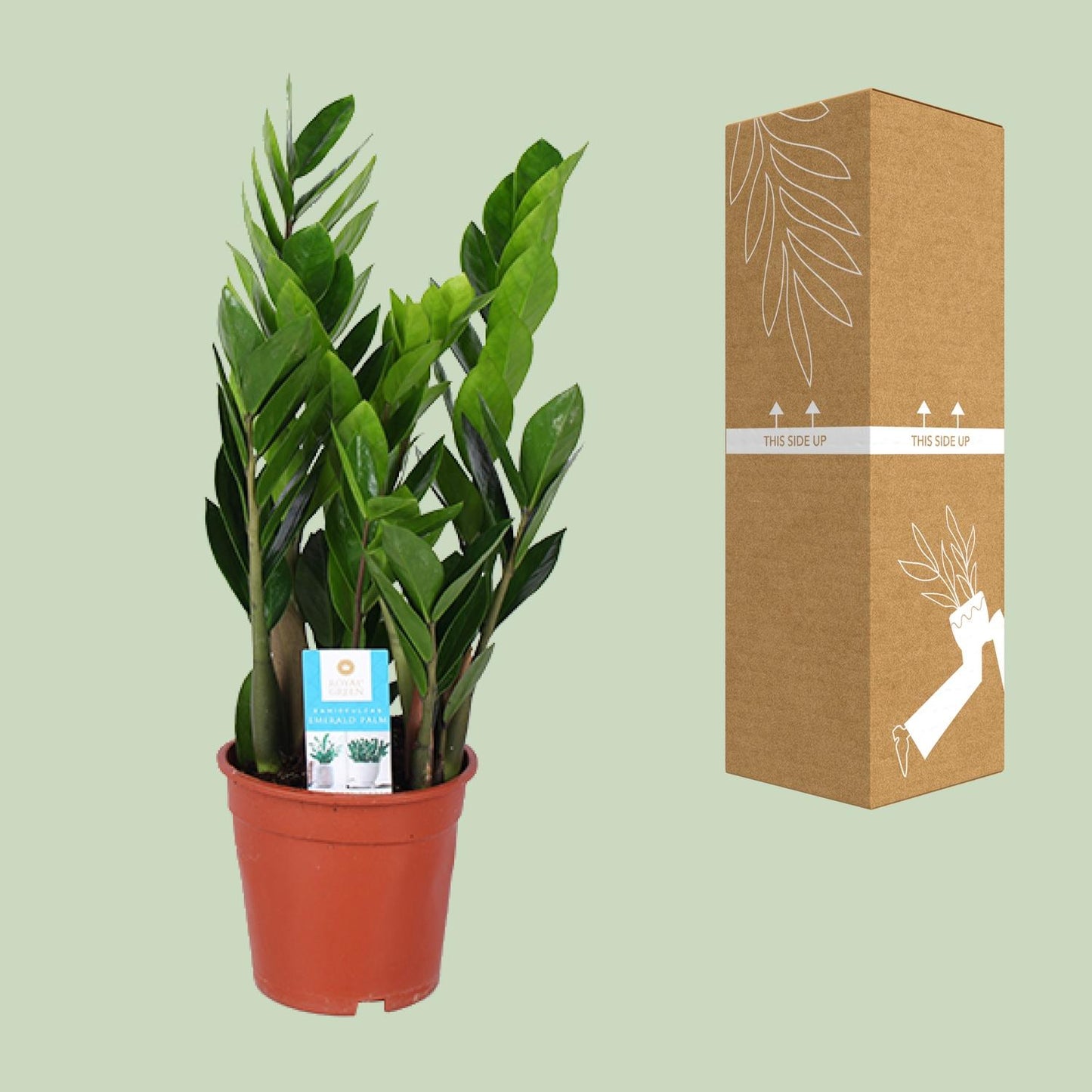 Zamioculcas Zamiifolia Ø17cm – Luftreinigend & Pflegeleicht | Pflanzfix24