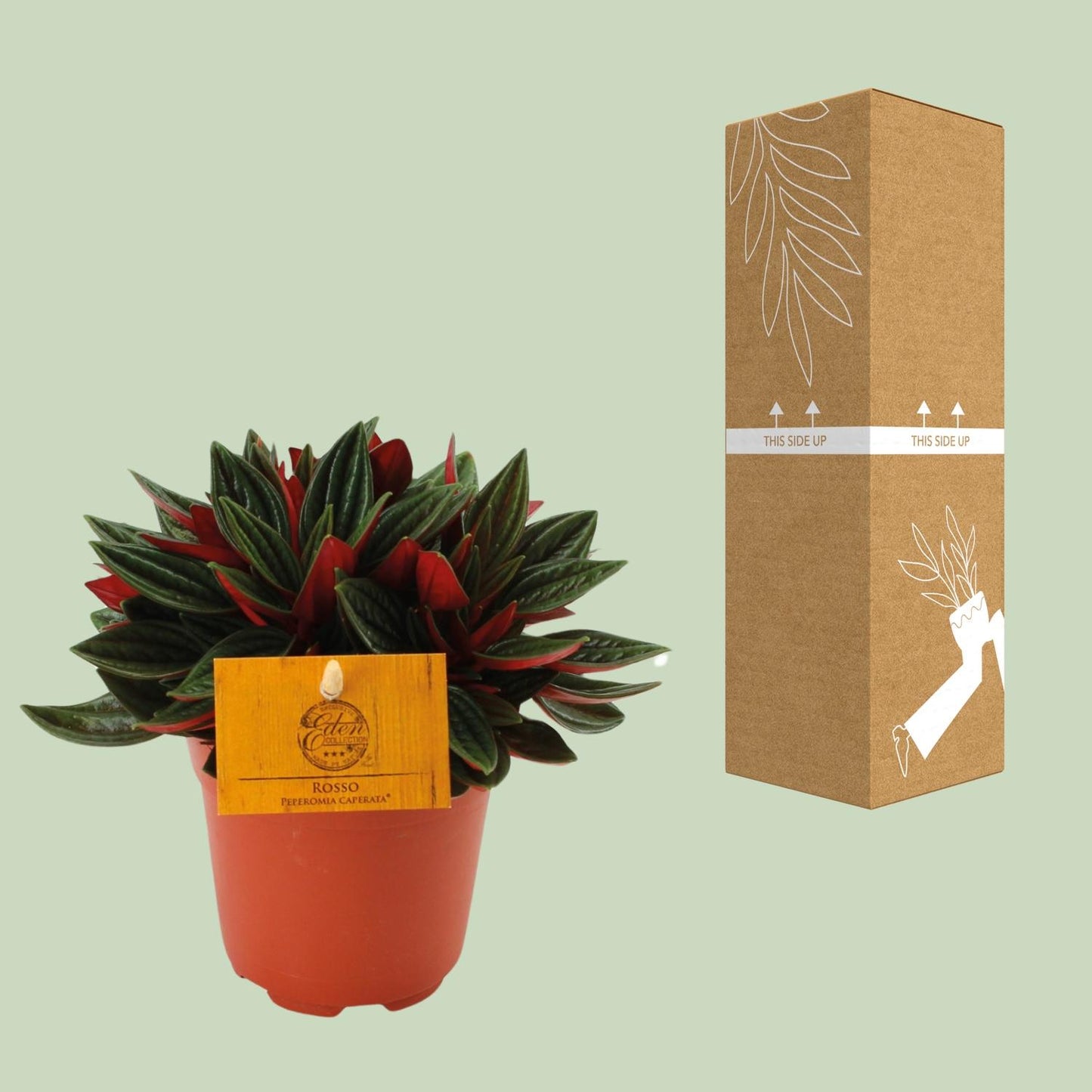 Peperomia Caperata Rosso Ø11cm – Kompakt & Pflegeleicht | Pflanzfix24