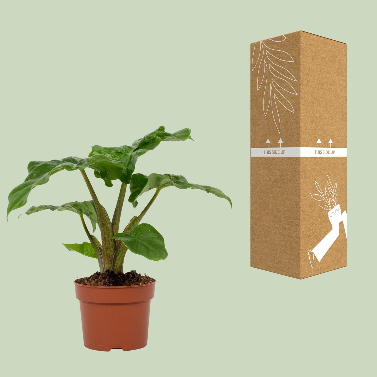 Alocasia Low Rider 12cm - Ø12cm - ↕30cm - Pflanzfix24