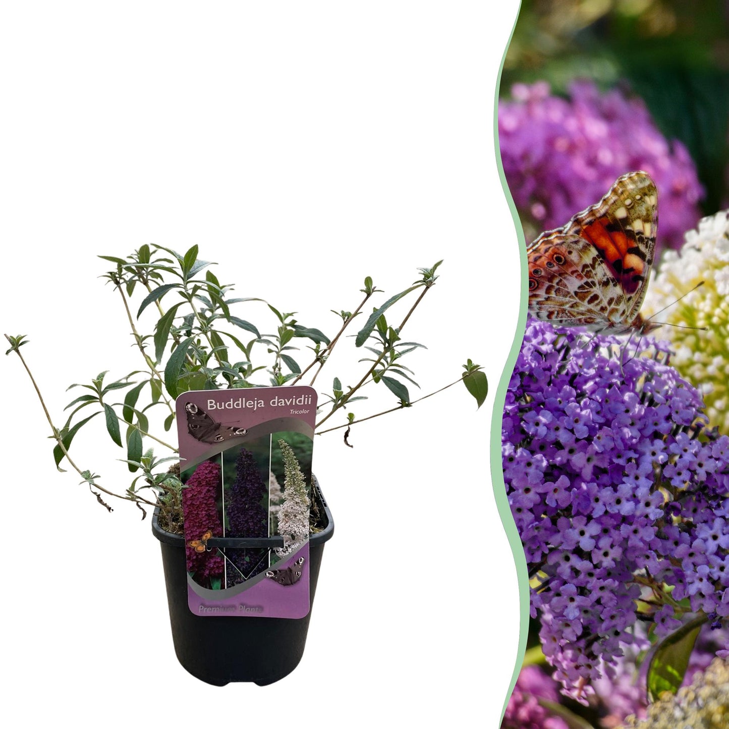 Pflanzfix24.de - Schmetterlingsstrauch - Buddleja davidii Tricolour - Blüten Rosa, Weiß und Lila - 1 Pflanze - Pflanzfix24.de