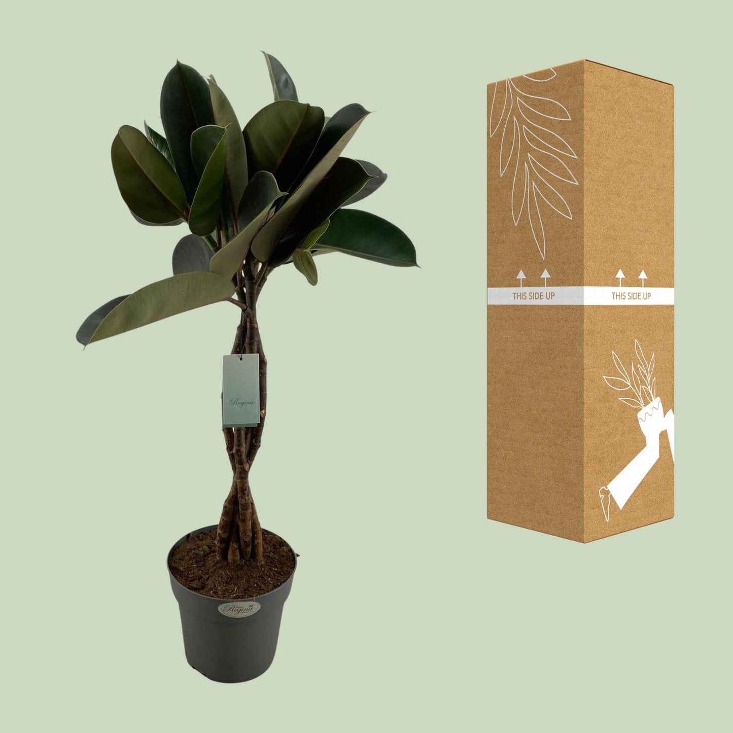 Ficus Elastica Burgundy - Ø24cm - ↕100cm - Pflanzfix24