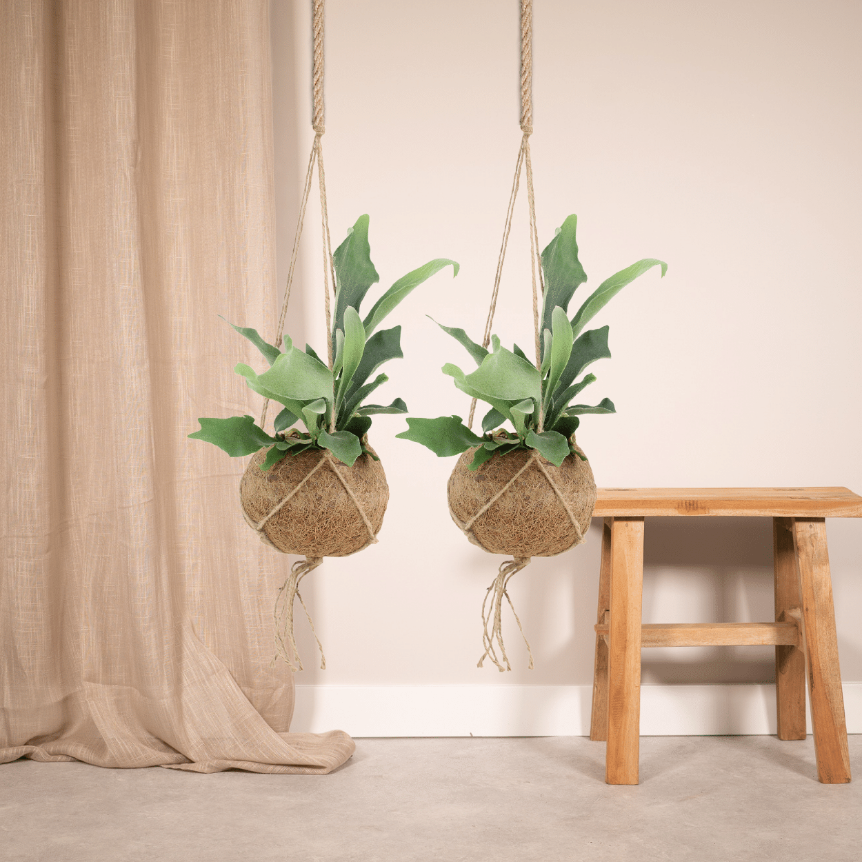 2x Kokodama Platycerium Hang - Hirschhornfarn - 35cm - ø15 - Pflanzfix24