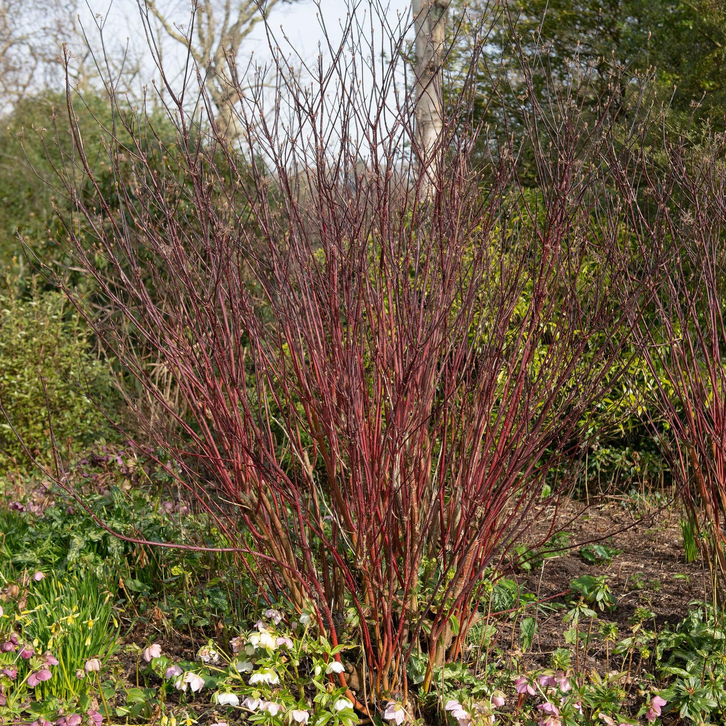 Cornus alba Kesselringii - Violette Zweige - 1 Pflanze - Topf 17cm - Pflanzfix24.de - Pflanzfix24.de