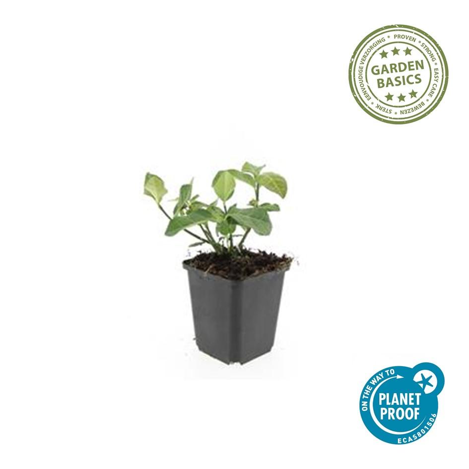 40x Euonymus fort. 'Dart's Blanket' - ↕10-25cm - Ø9cm - Pflanzfix24.de - Pflanzfix24.de