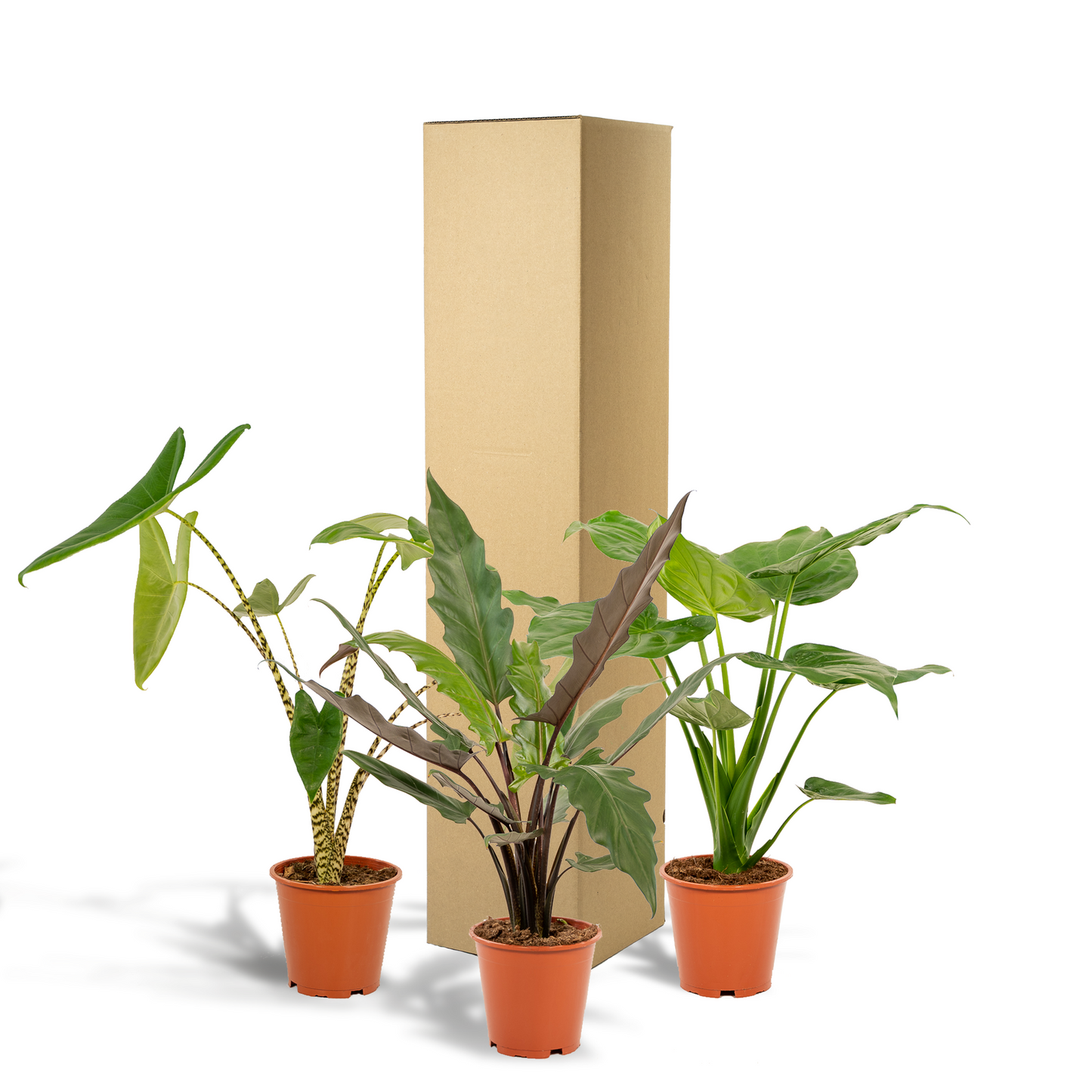 Alocasia Zebrina + Alocasia Cucullata + Alocasia Lauterbachiana - Set - Pflanzfix24.de - Pflanzfix24.de